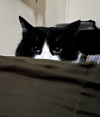 こっちを見るわっちゃん（うちの飼い猫）