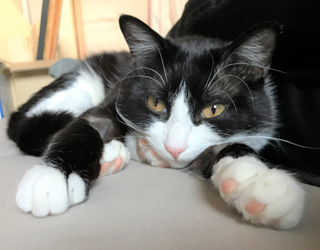 うちの飼い猫、わっちゃん