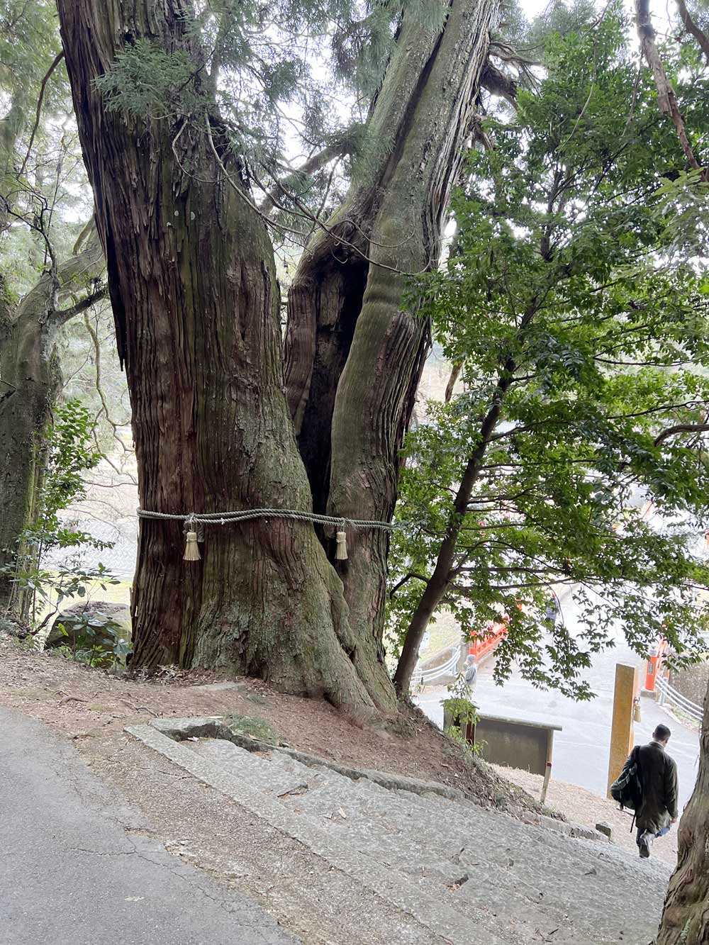 高岡神社の杉の木の画像