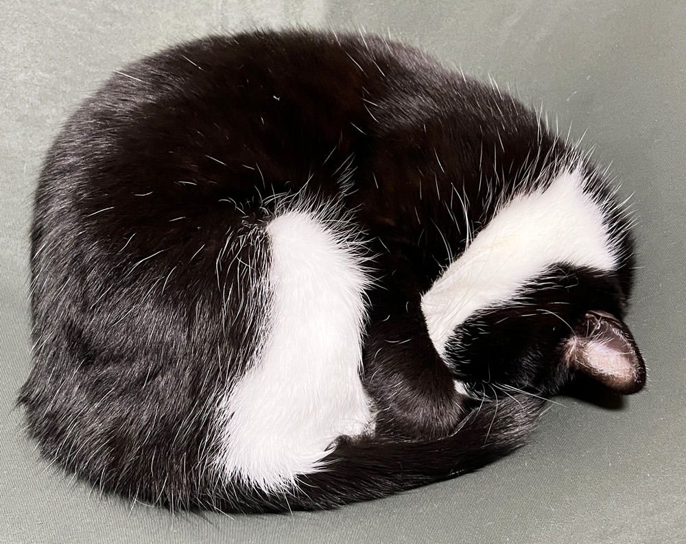 猫のわっちゃん画像