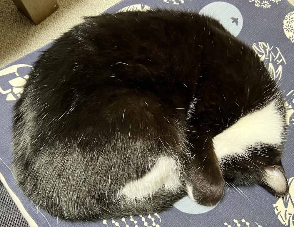 わっちゃんの画像