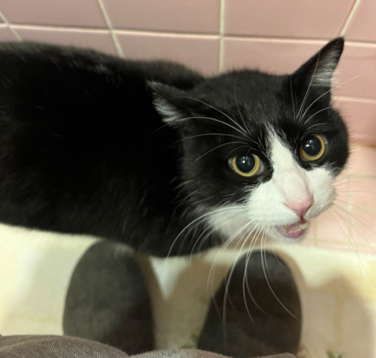 猫のワッチモの画像