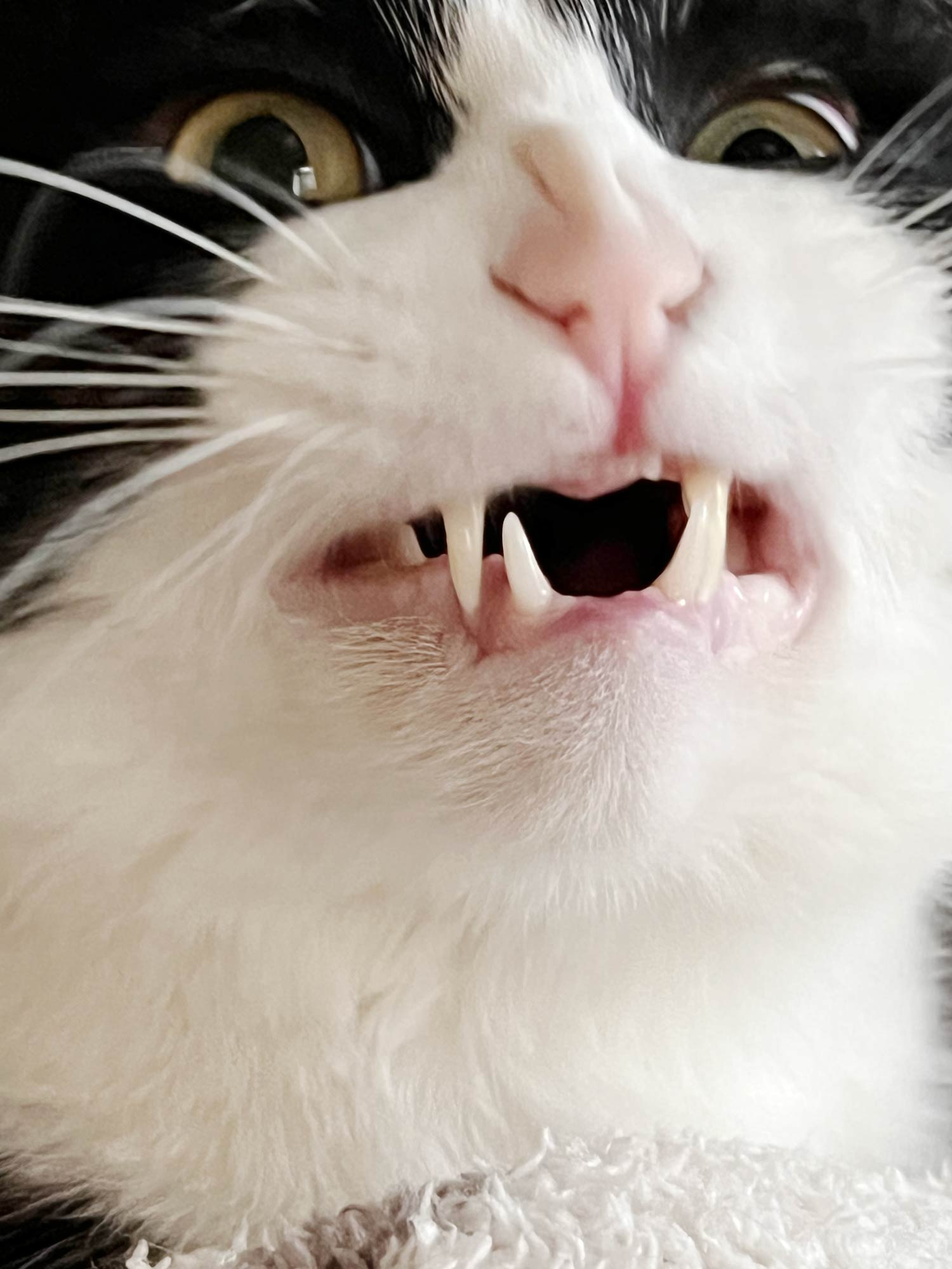 猫のワッチモの画像