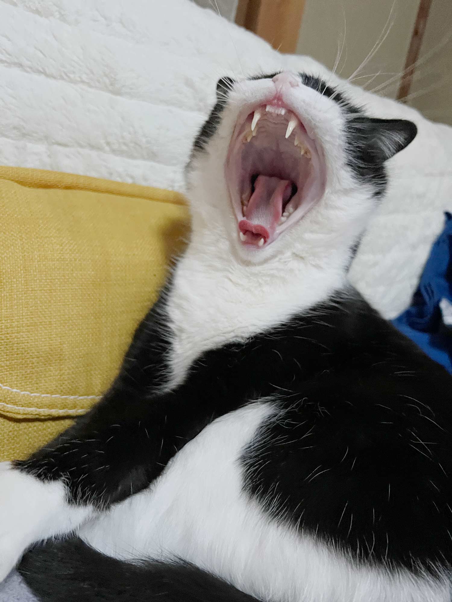 猫のワッチモの画像