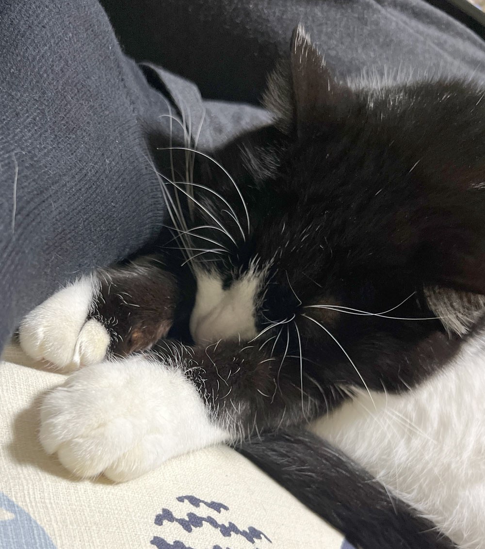 わっちゃんの画像