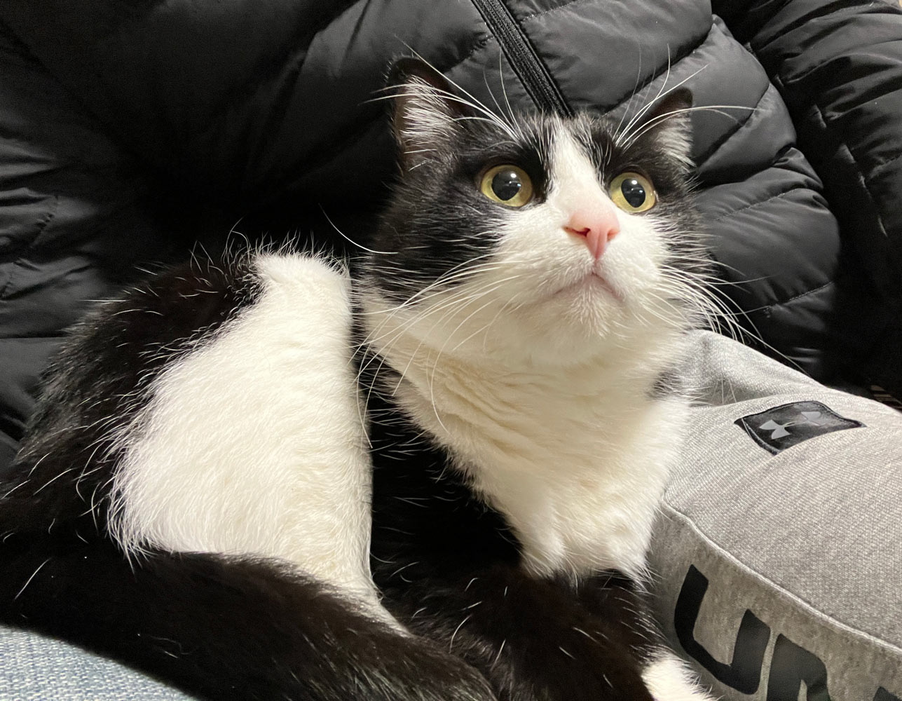 わっちゃんの画像