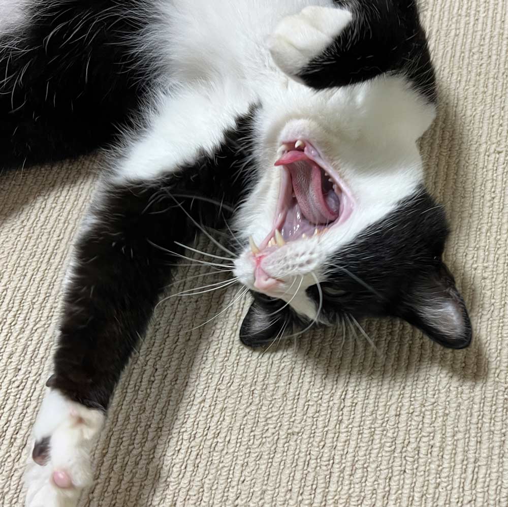 わっちゃんの画像