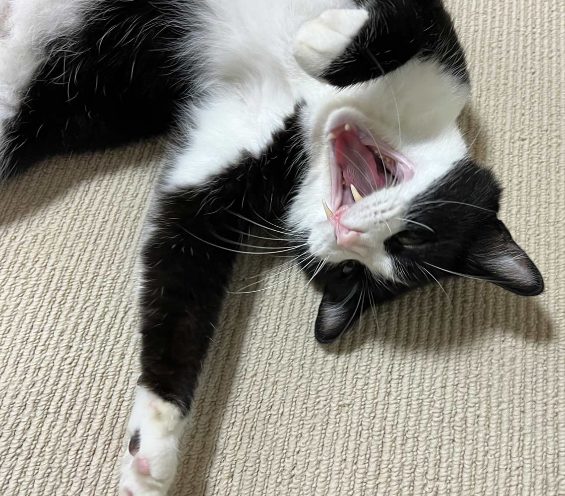 わっちゃんの画像