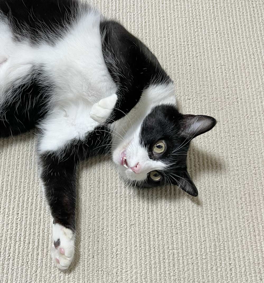 わっちゃんの画像