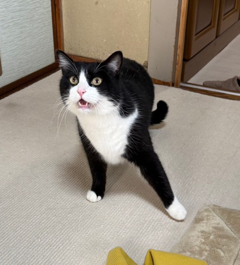 わっちゃんの画像